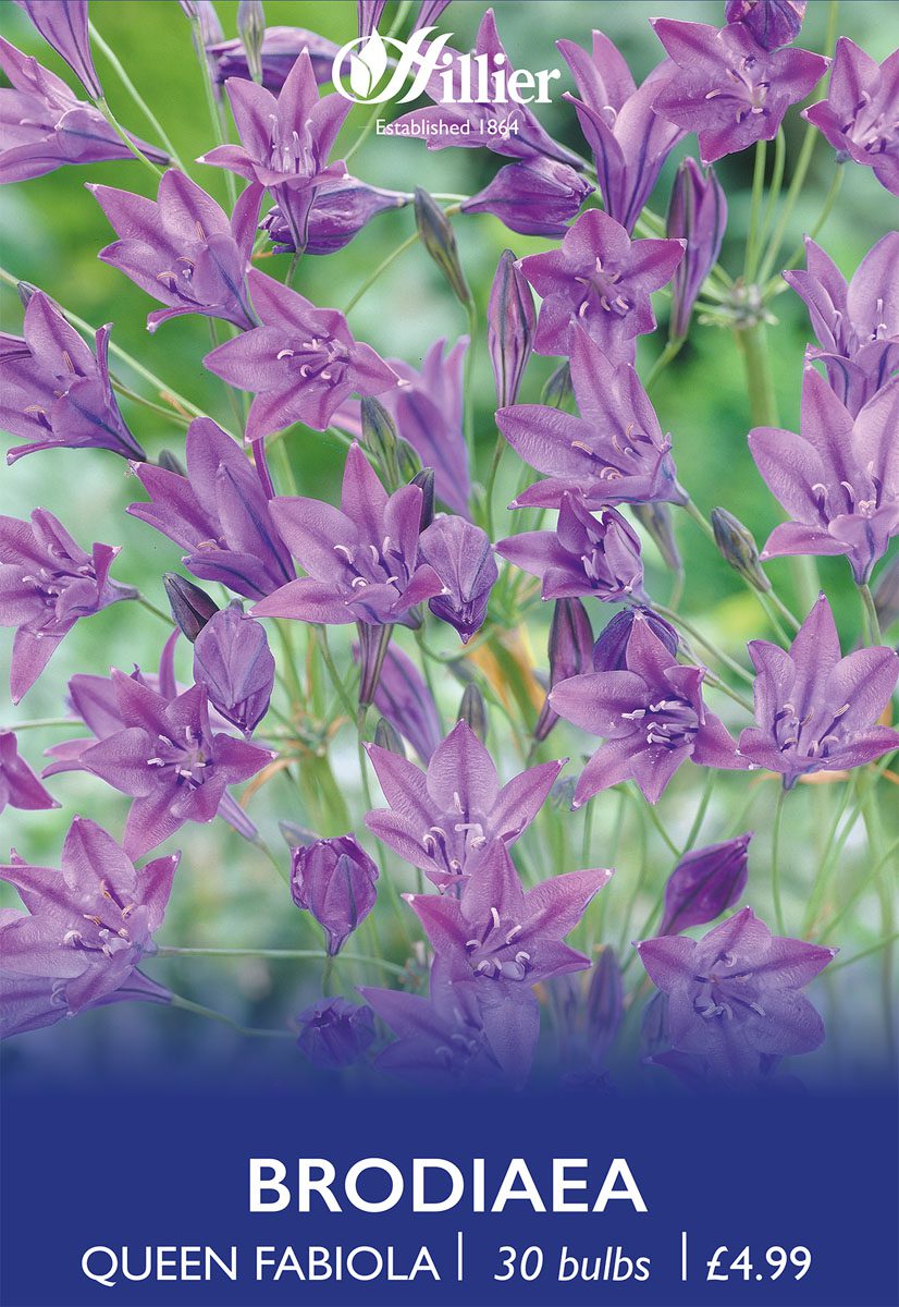 8718641996911 1 Brodiaea Queen Fabiola.jpg